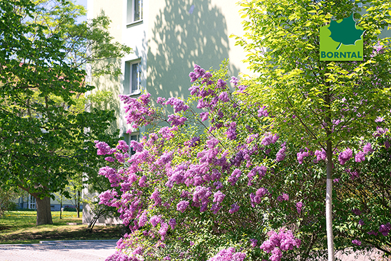 wohnen im grünen